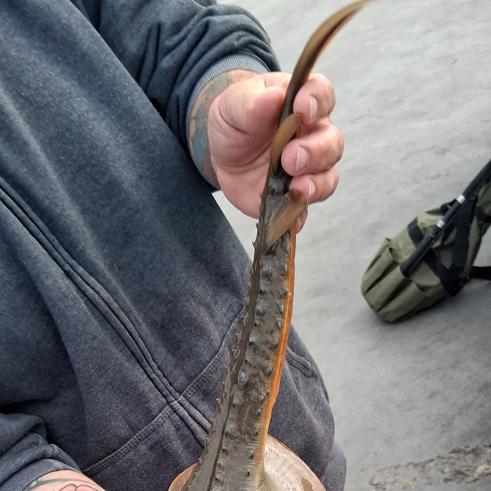 The most recent Thornback guitarfish catches on Fishbrain