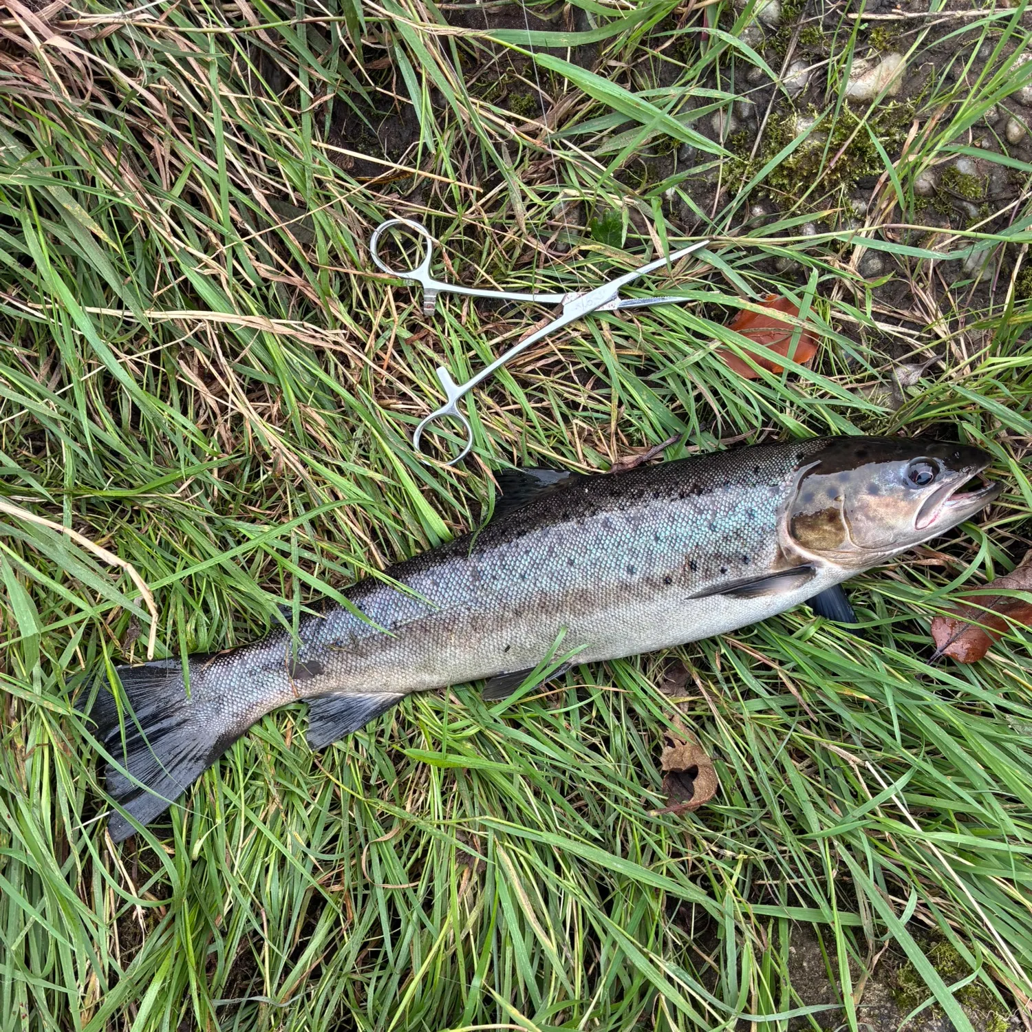 Sea trout caught on Fishbrain