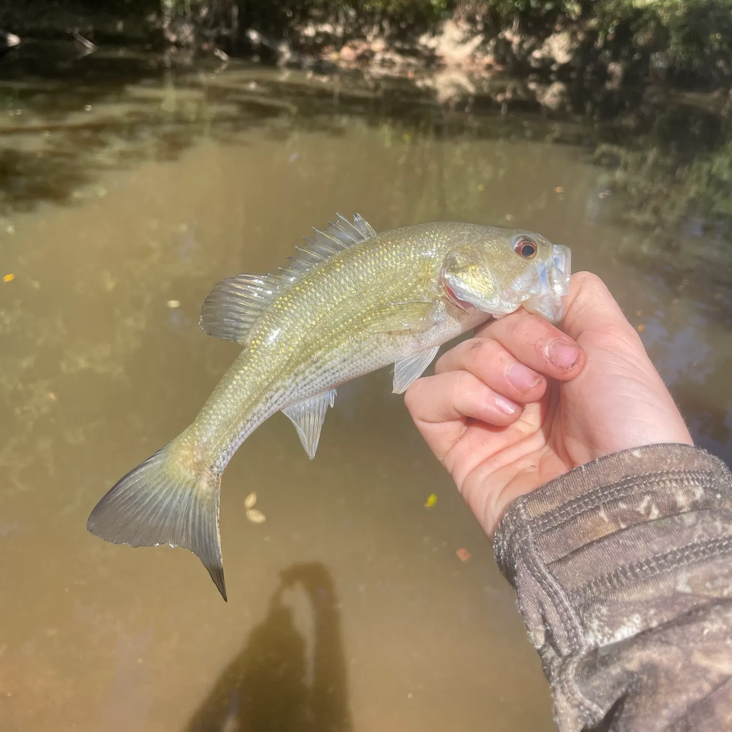 Spotted bass caught on Fishbrain