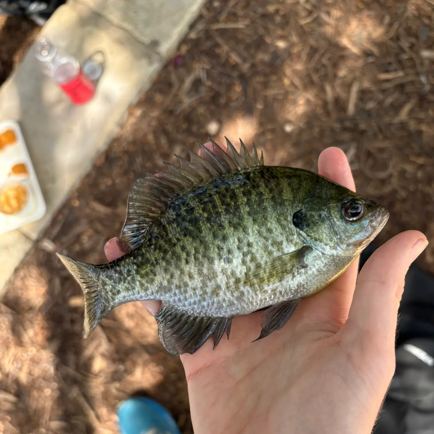 Bluegill caught on Fishbrain