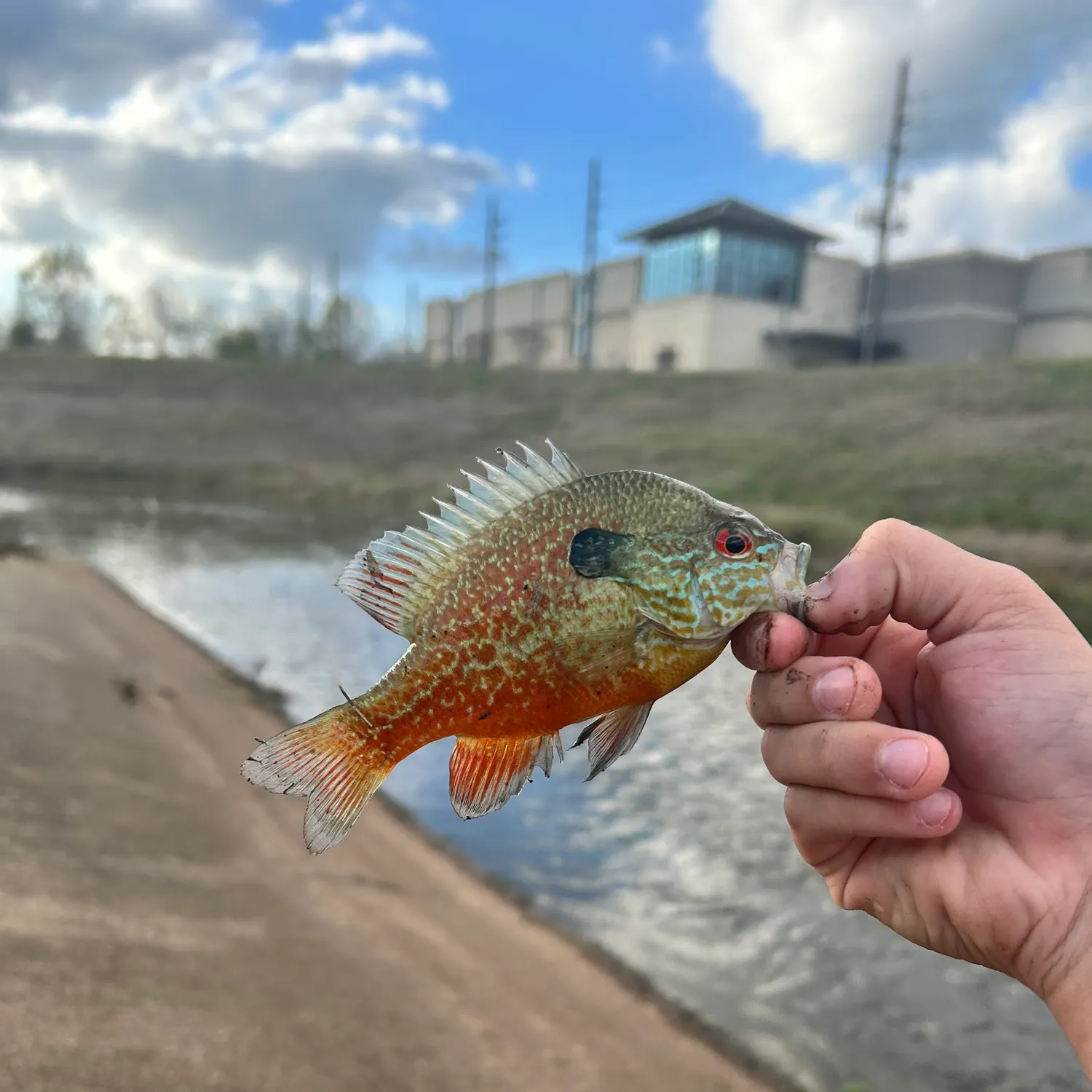 Longear sunfish caught on Fishbrain