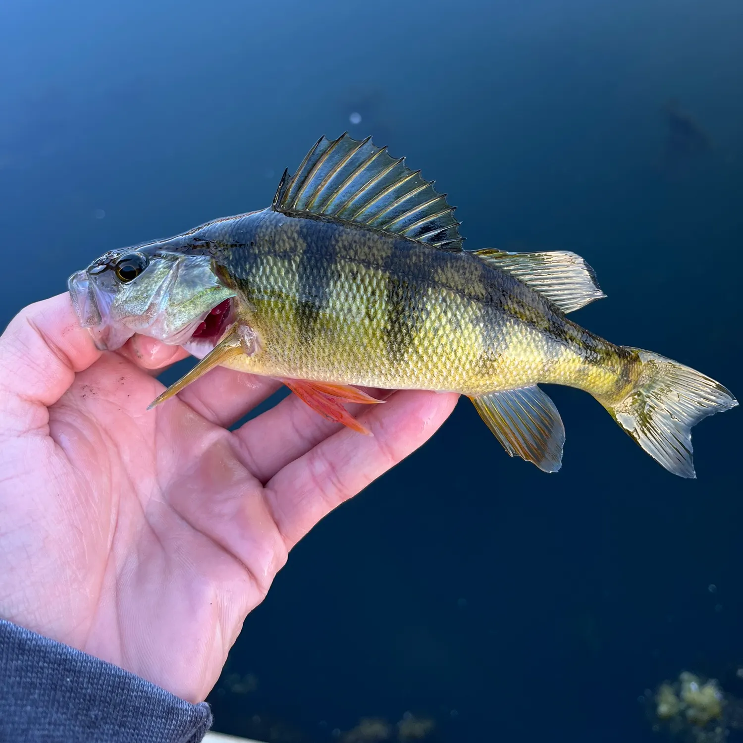Yellow perch caught on Fishbrain