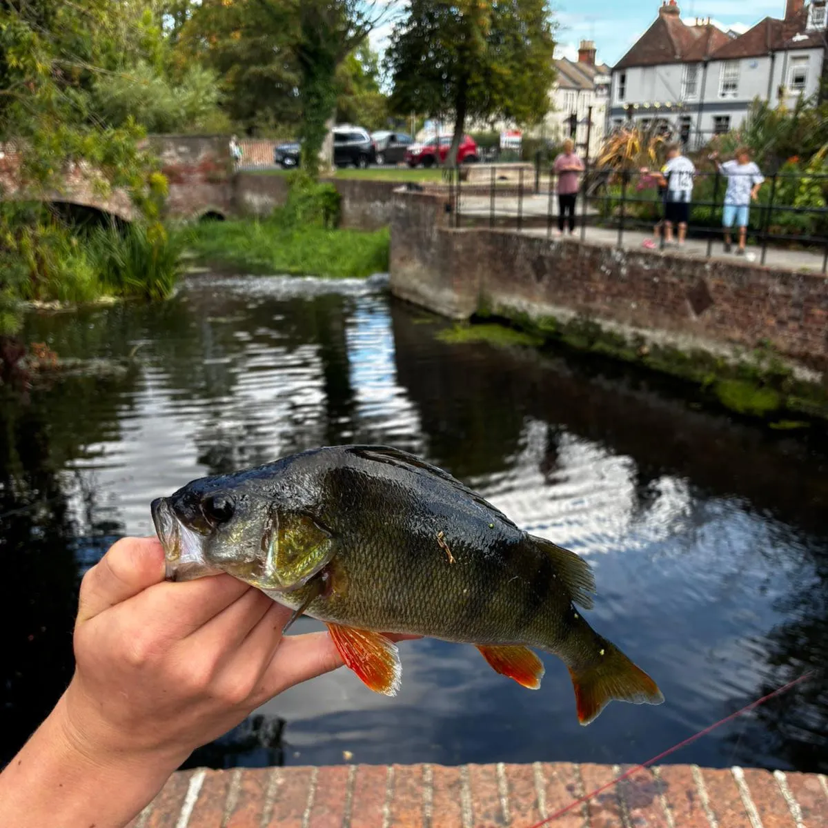 European perch caught on Fishbrain