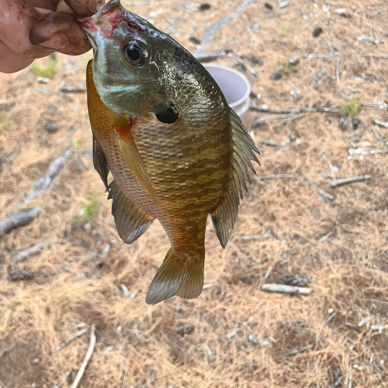 catch