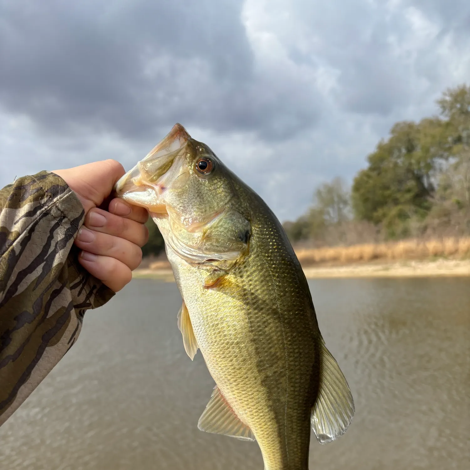 The most recent Largemouth bass catches on Fishbrain