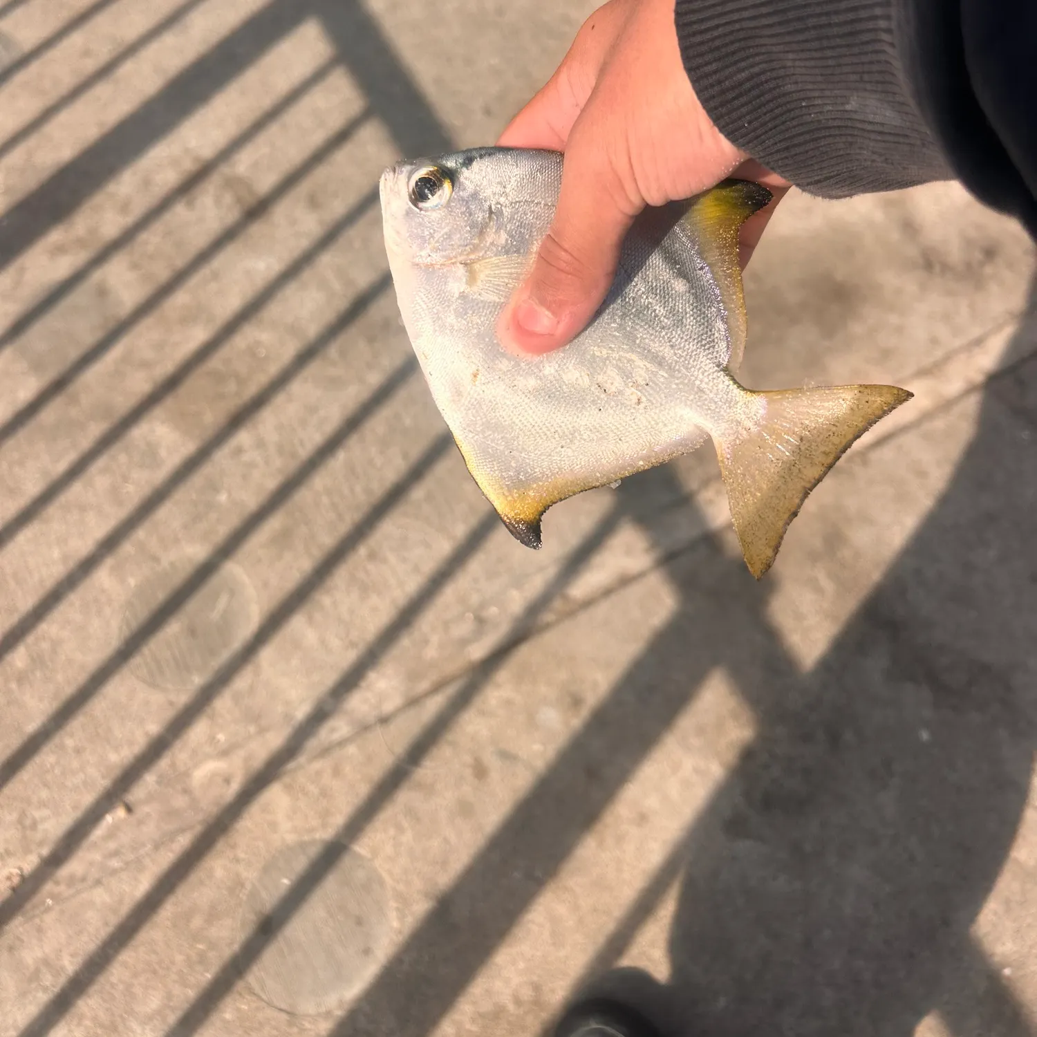 The most recent Southern pompano catches on Fishbrain