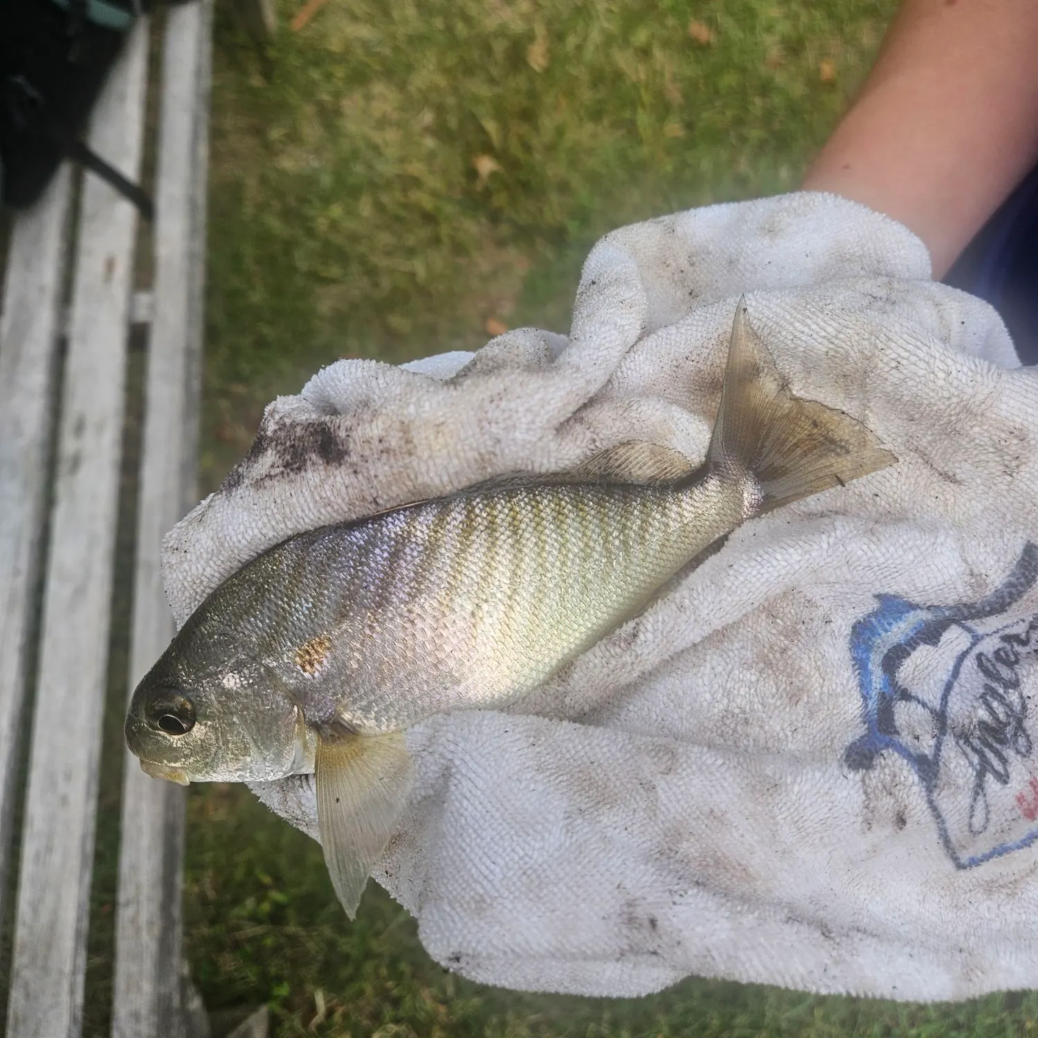 Spot croaker caught on Fishbrain