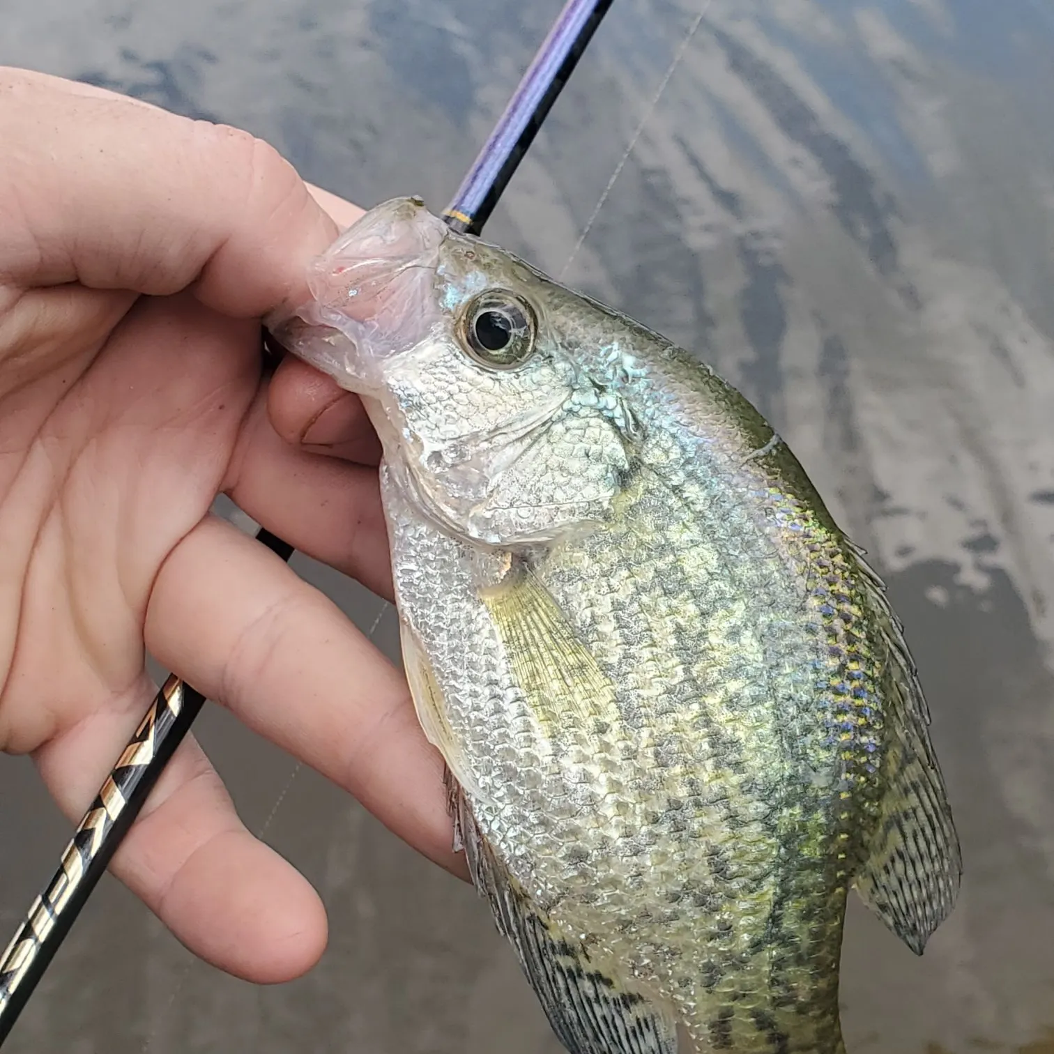 Black crappie caught on Fishbrain