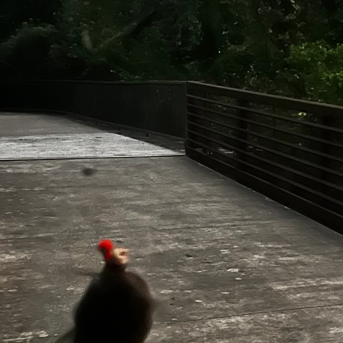 The most recent Amur catfish catches on Fishbrain