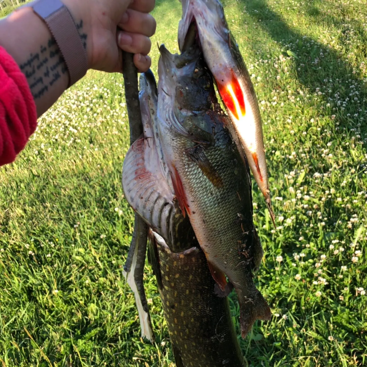 recently logged catches