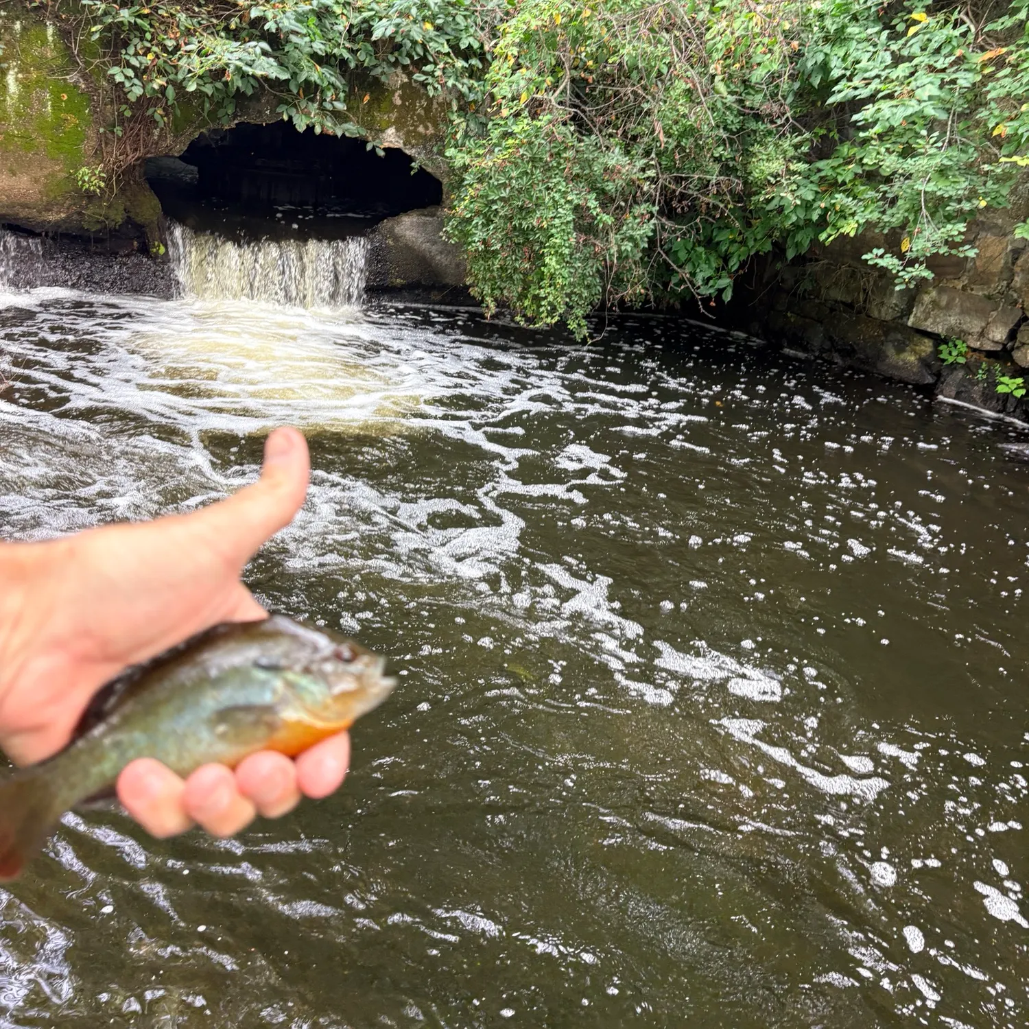 Bluegill caught on Fishbrain