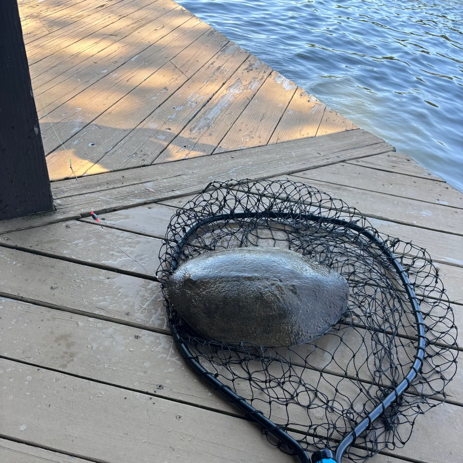 The most recent Smooth softshell turtle catches on Fishbrain