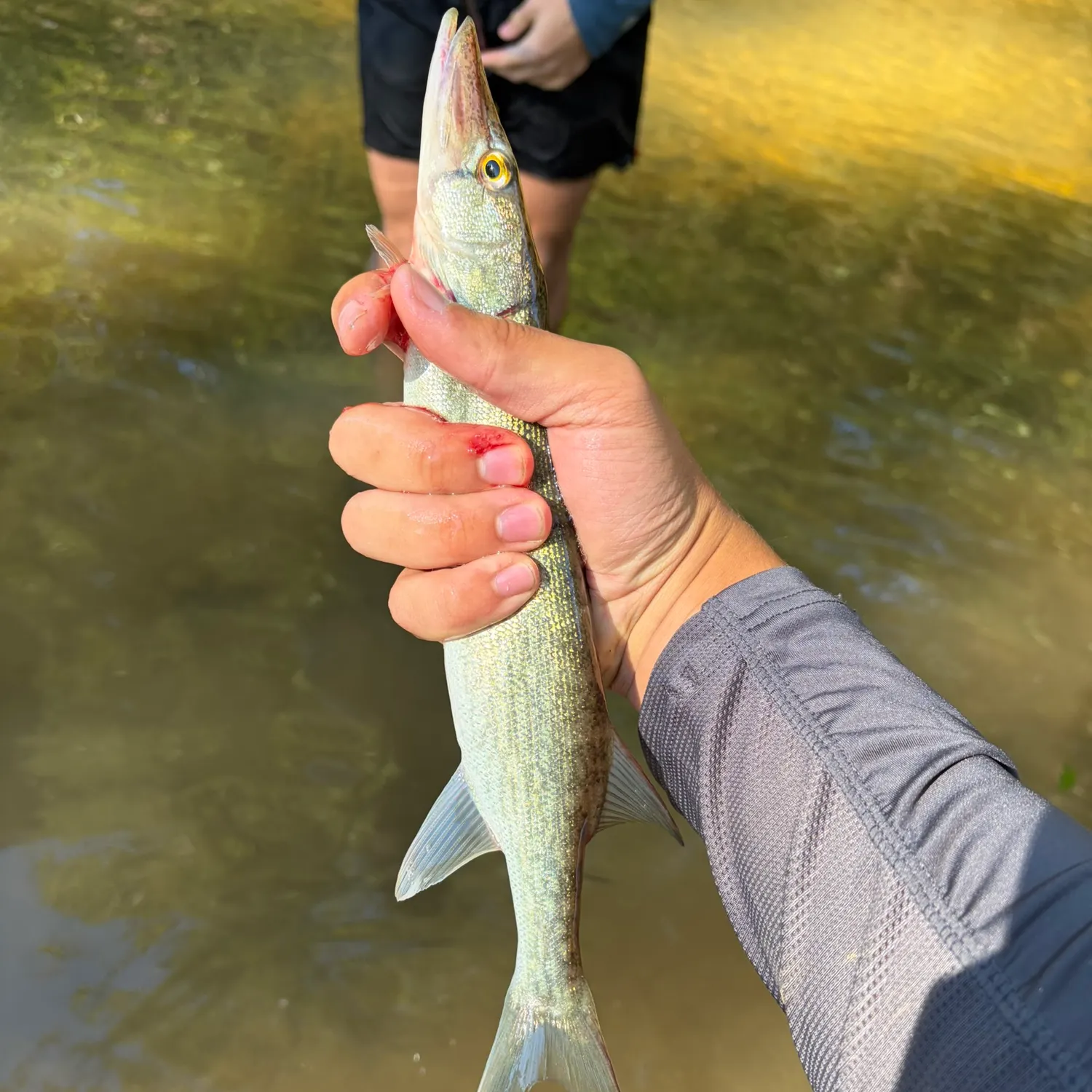 Chain pickerel caught on Fishbrain