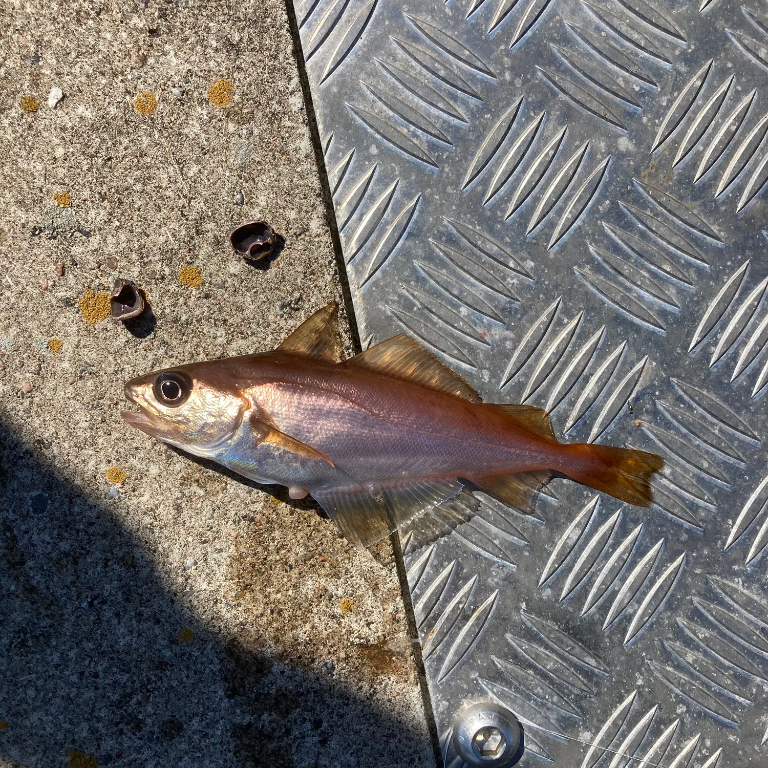 The most recent Poor cod catches on Fishbrain