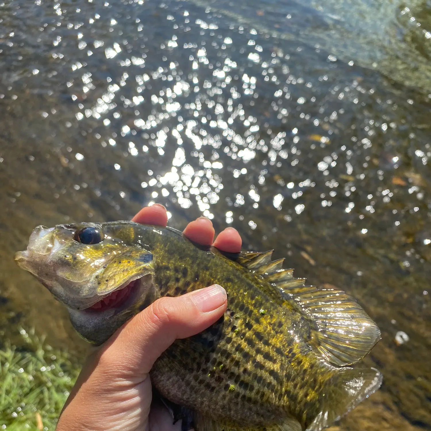 Rock bass caught on Fishbrain