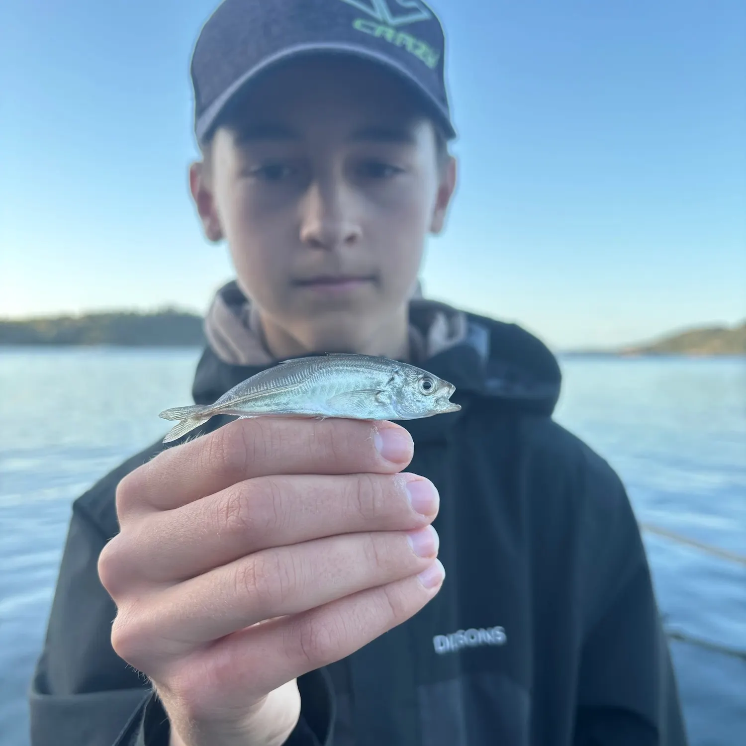 Atlantic horse mackerel caught on Fishbrain