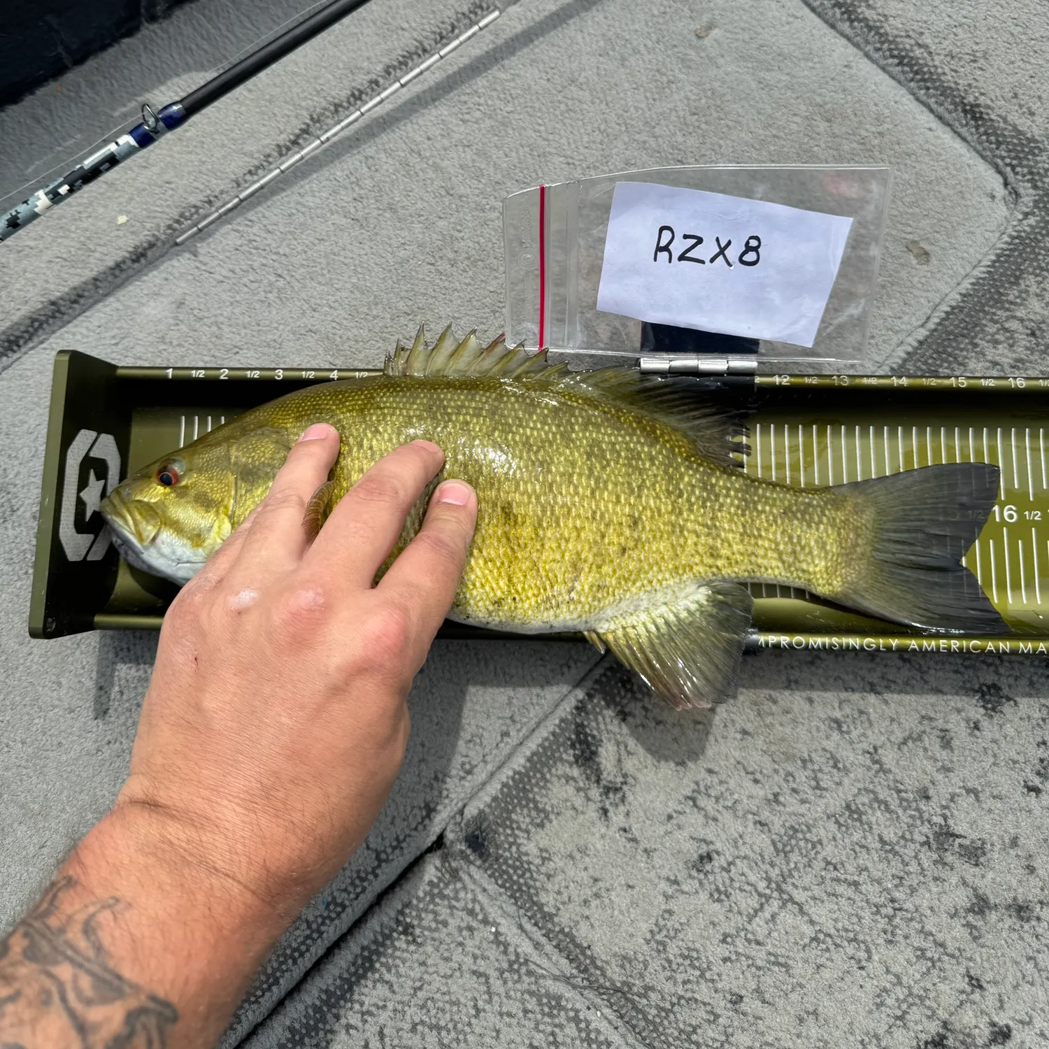 recently logged catches