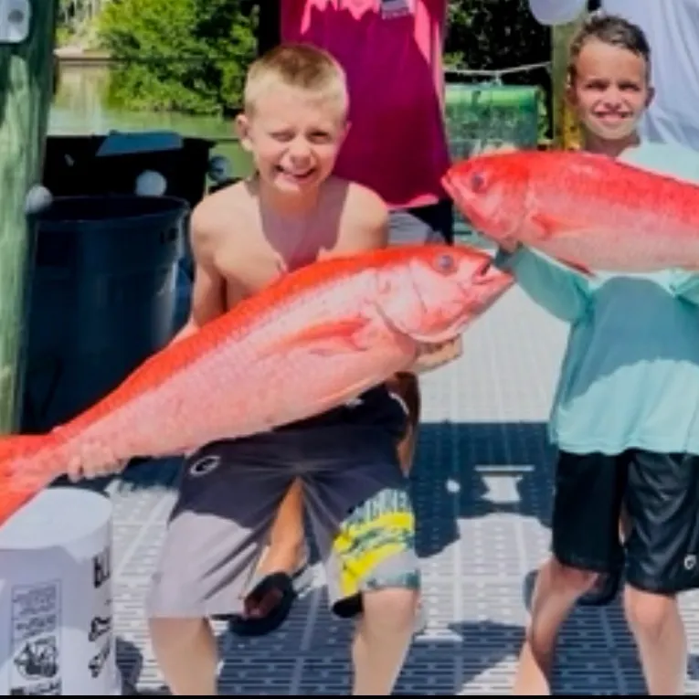 The most recent Queen Snapper catches on Fishbrain