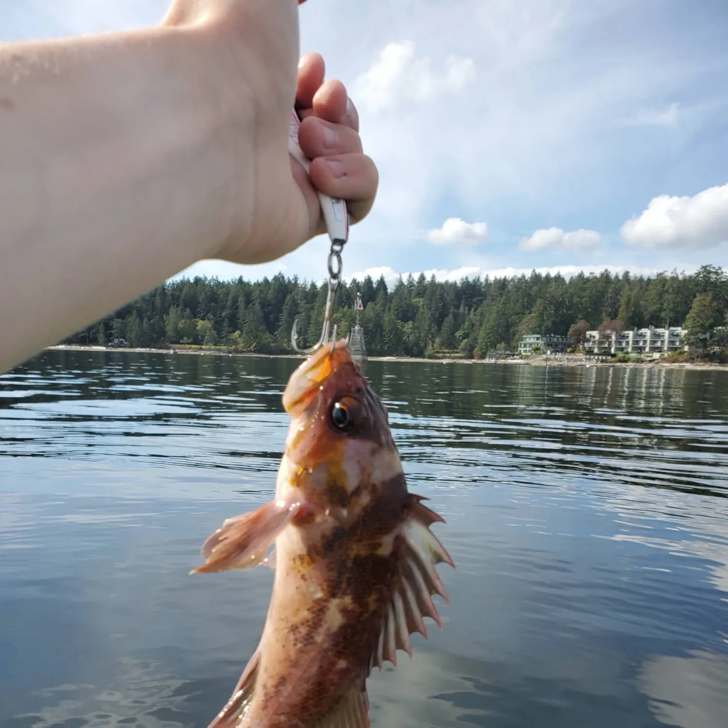 Copper rockfish caught on Fishbrain