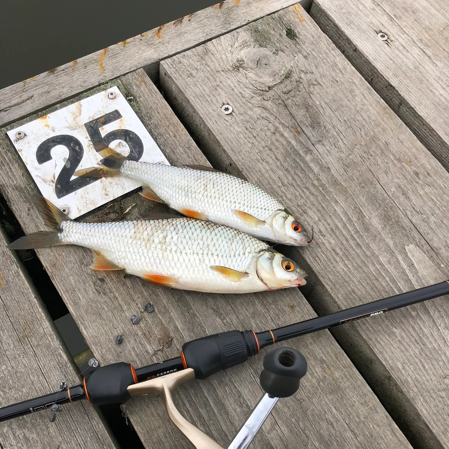 recently logged catches