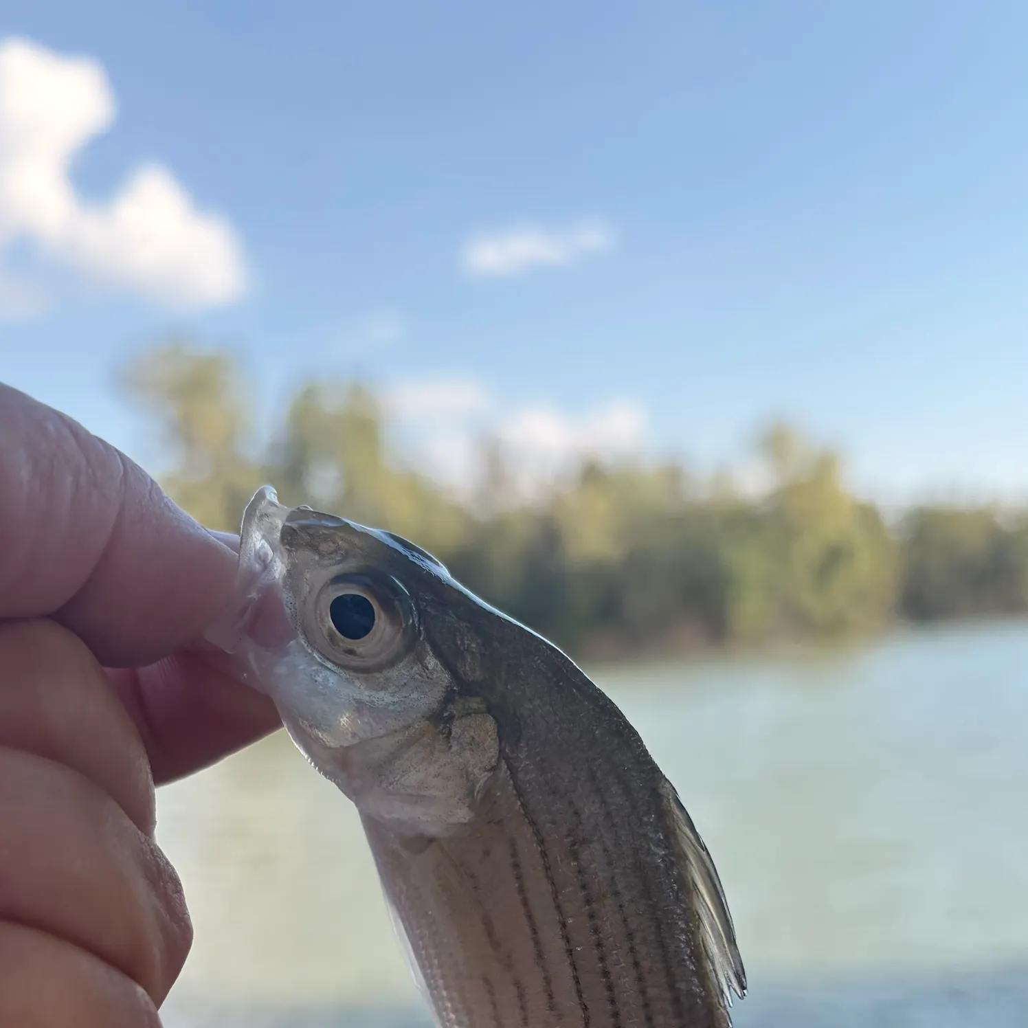 White bass caught on Fishbrain