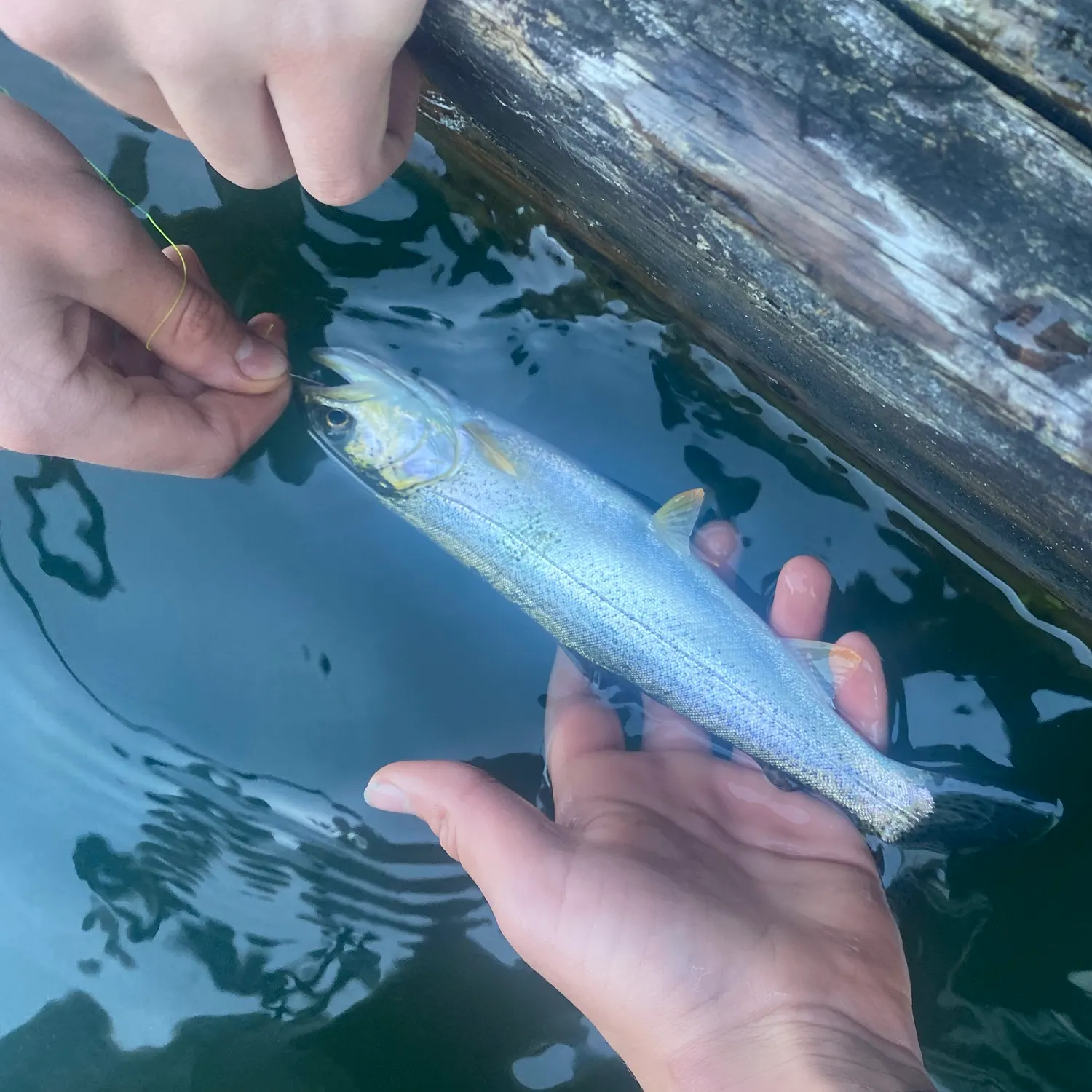 Rainbow trout caught on Fishbrain
