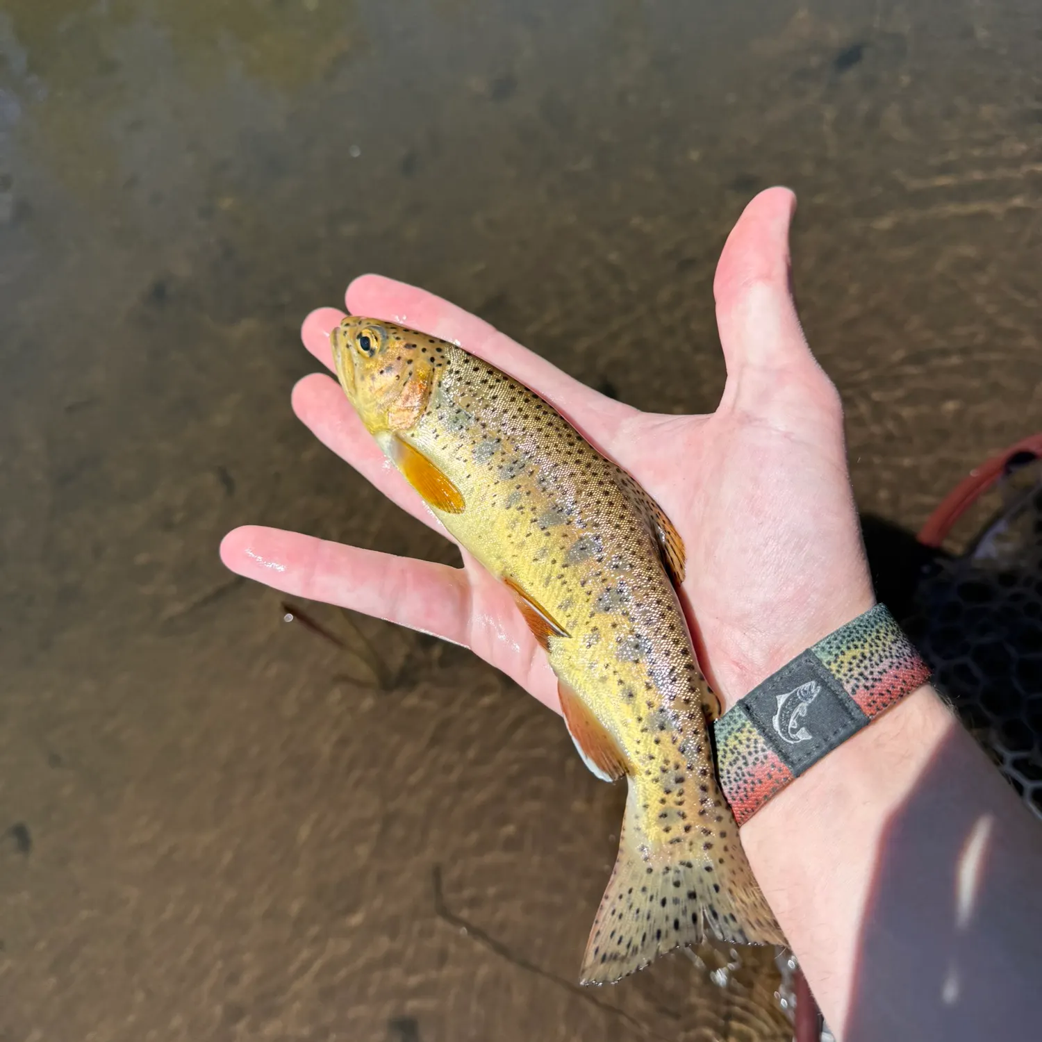 The most recent Apache x rainbow trout catches on Fishbrain