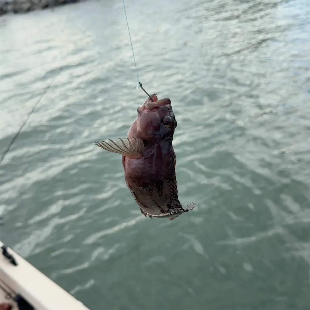 Fish caught on Fishbrain