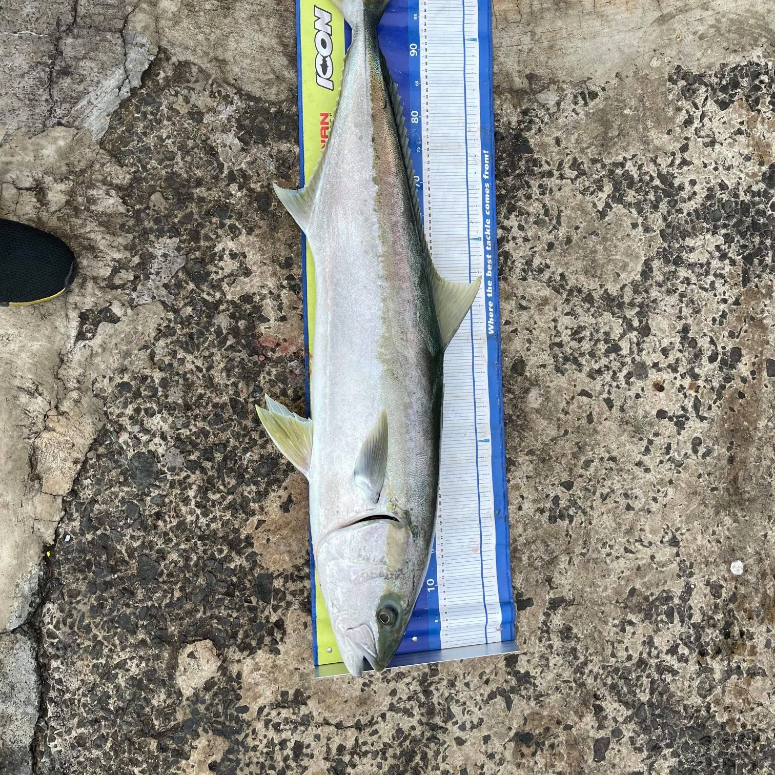 The most recent Southern yellowtail amberjack catches on Fishbrain