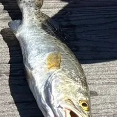 Spotted seatrout caught on Fishbrain