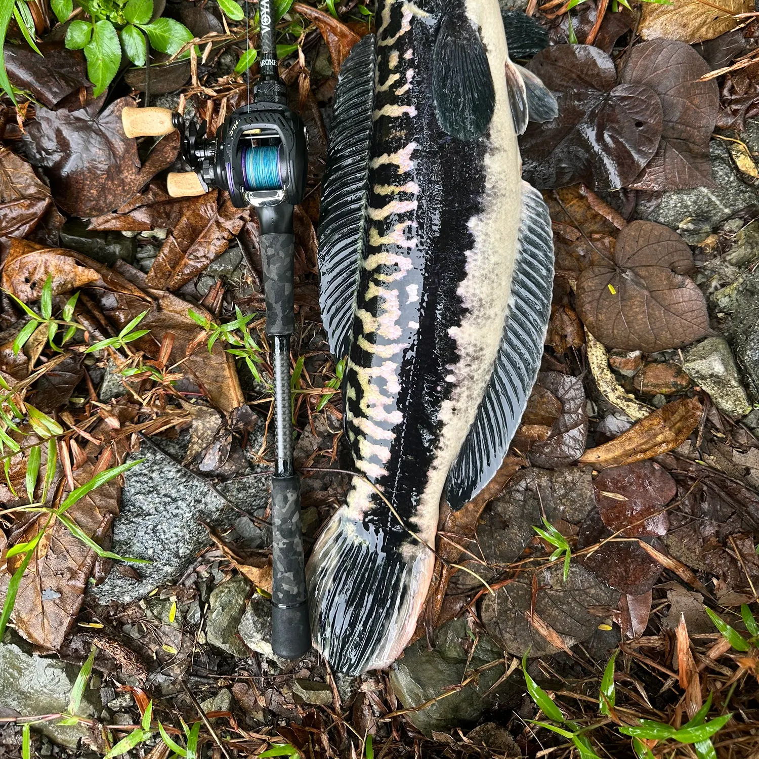 The most recent Indonesian snakehead catches on Fishbrain