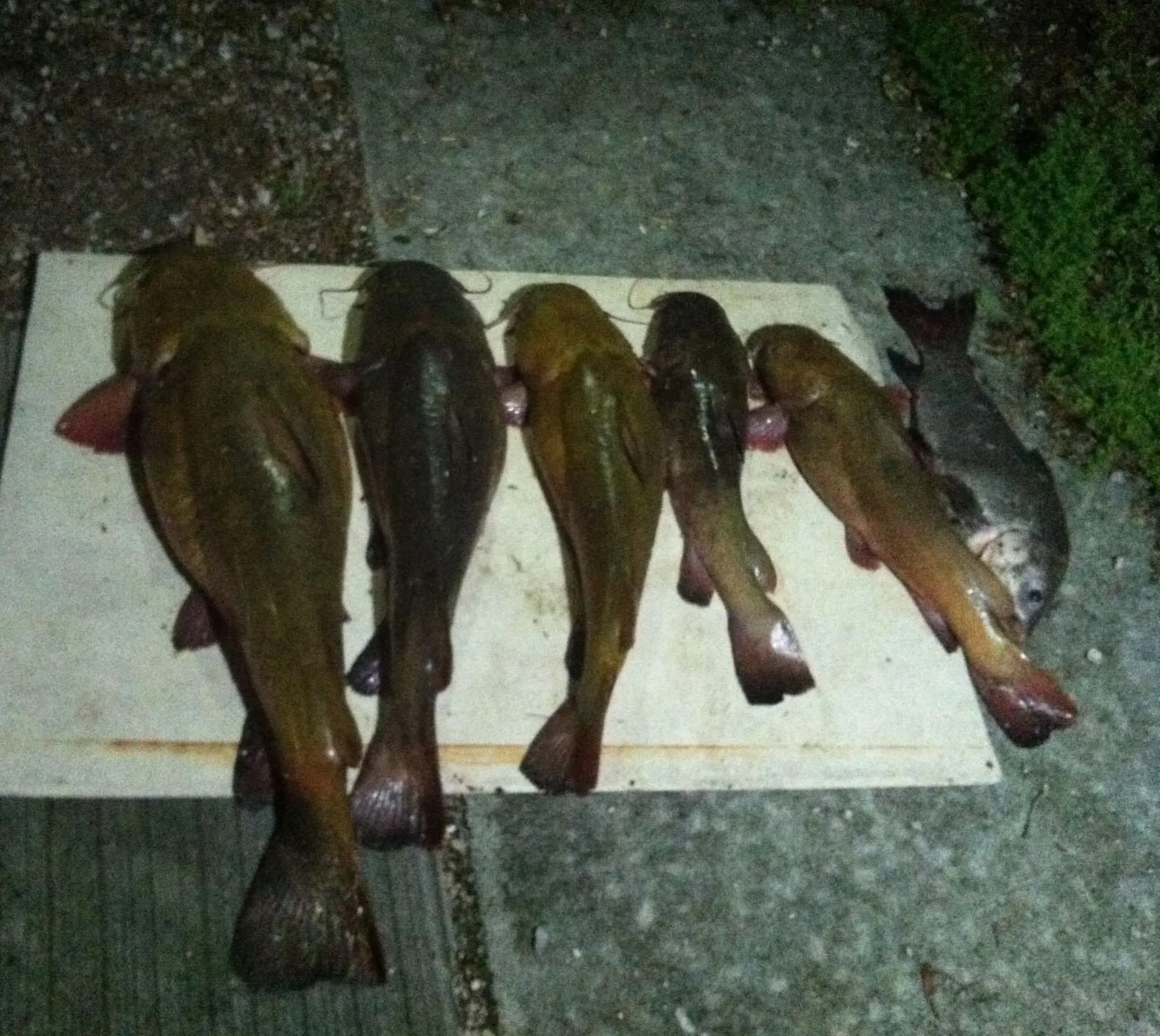 recently logged catches