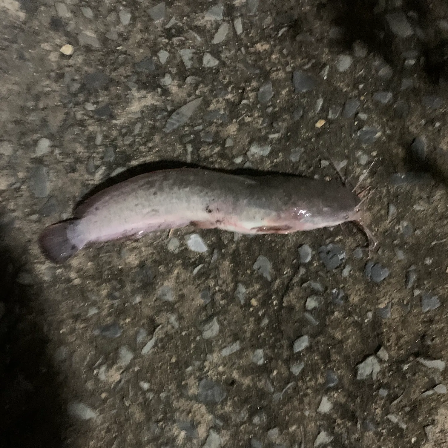 The most recent Walking catfish catches on Fishbrain