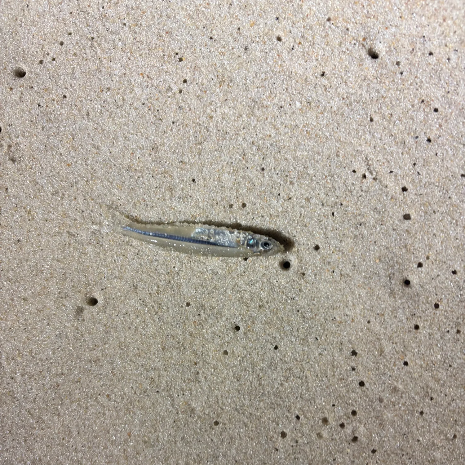 The most recent Sand smelt catches on Fishbrain