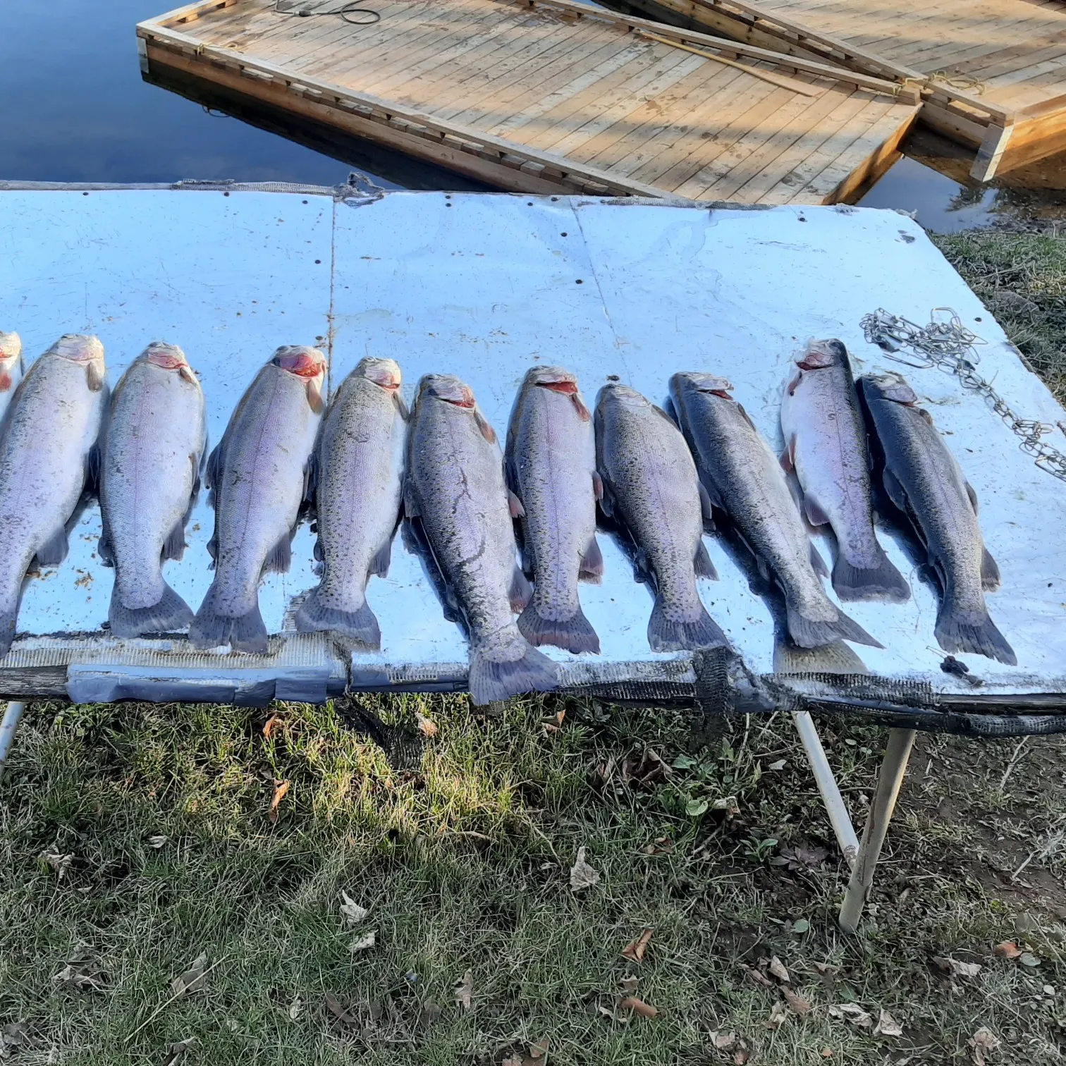 recently logged catches