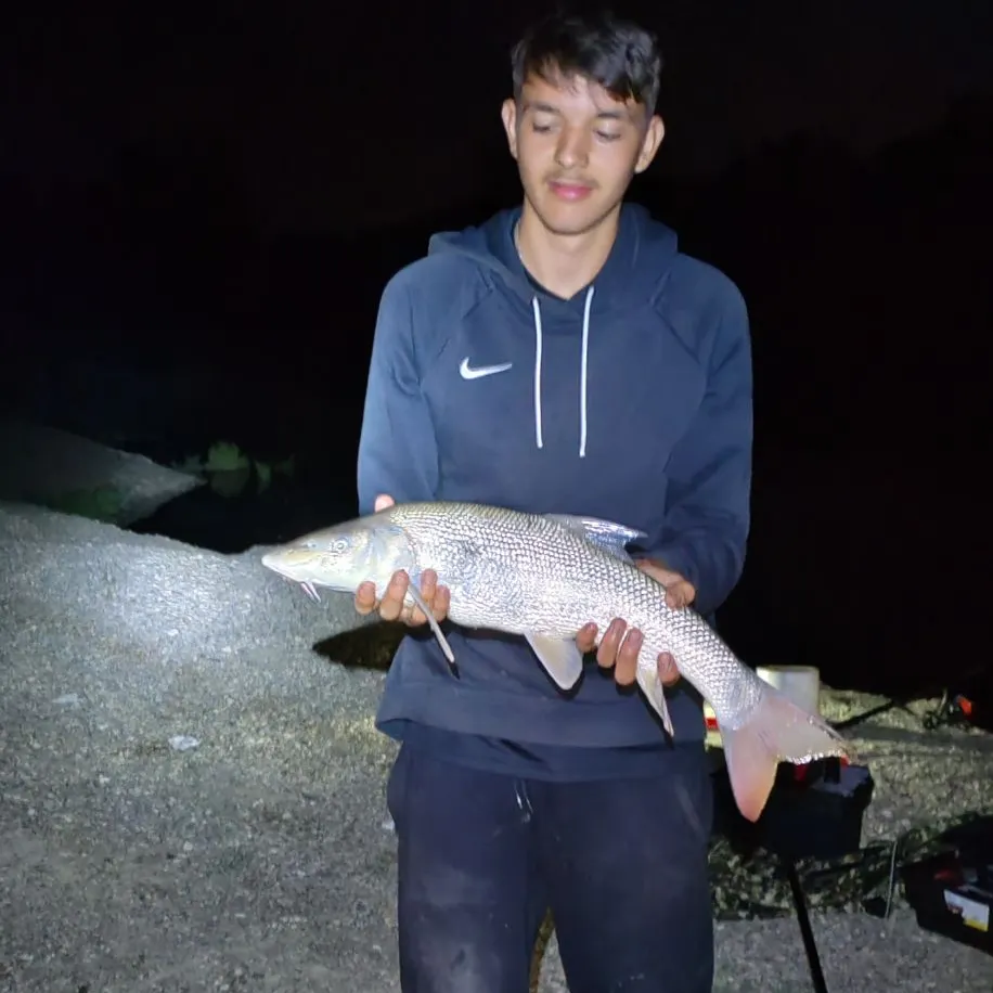 The most recent Common barbel catches on Fishbrain