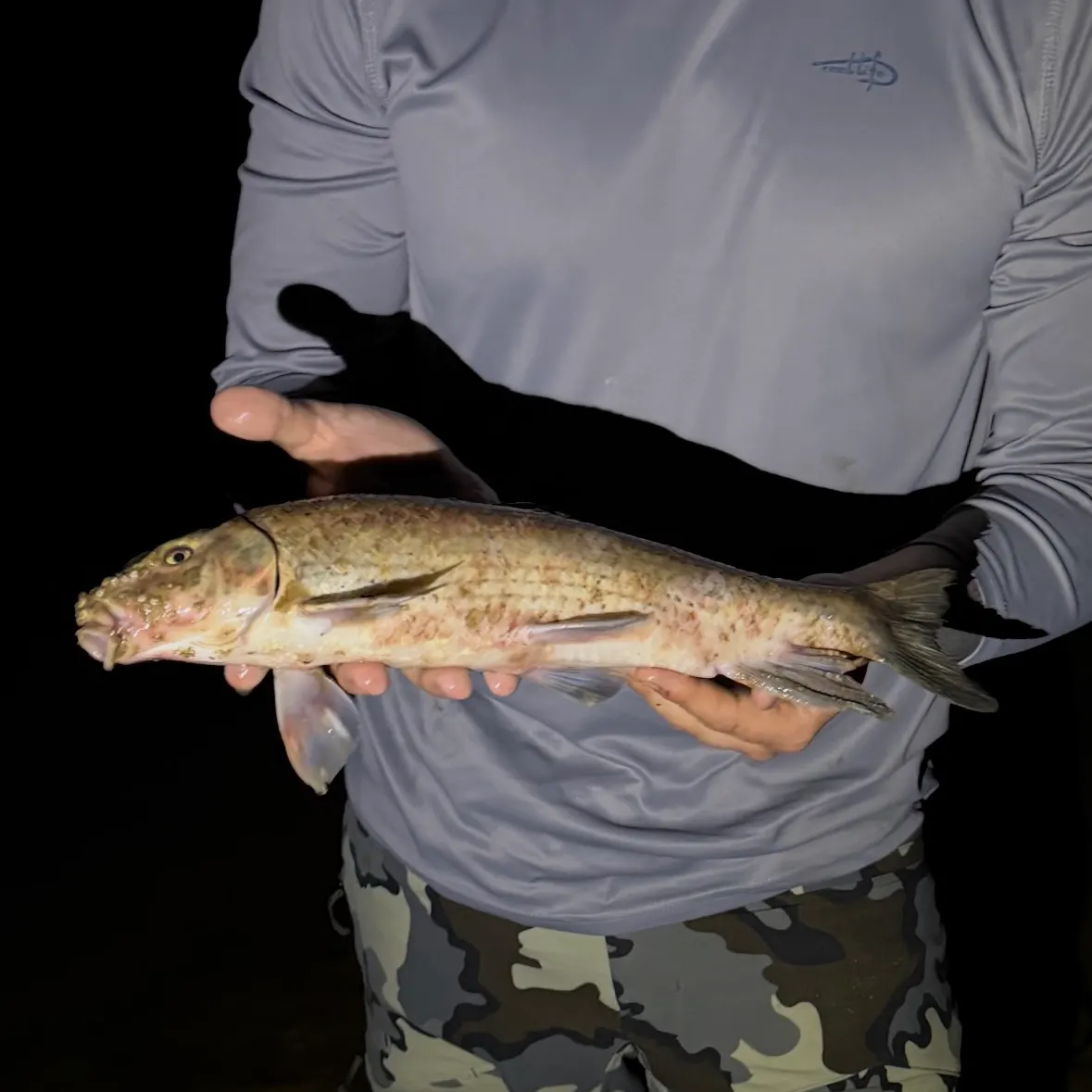 The most recent Eastern creek chubsucker catches on Fishbrain
