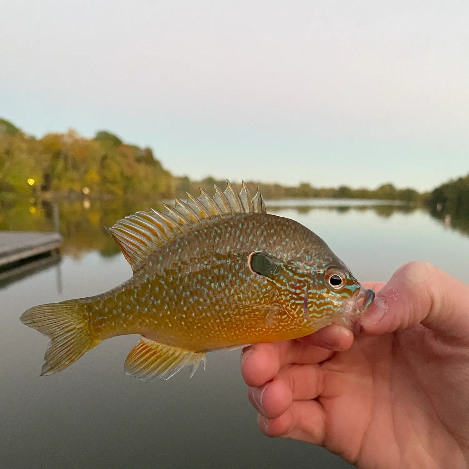 Longear sunfish caught on Fishbrain