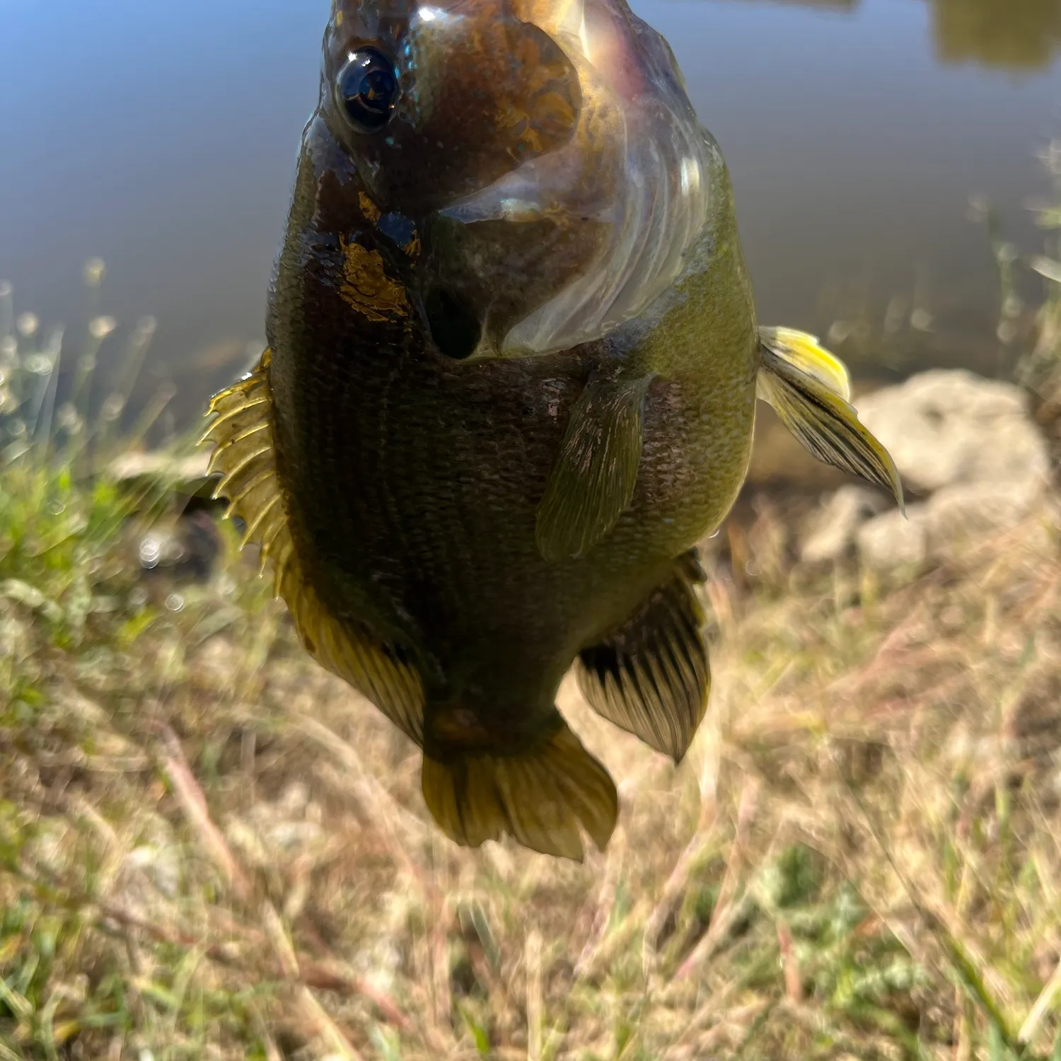 Green sunfish caught on Fishbrain