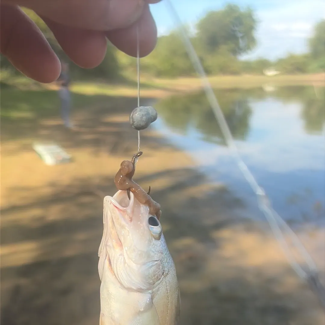 Black drum caught on Fishbrain