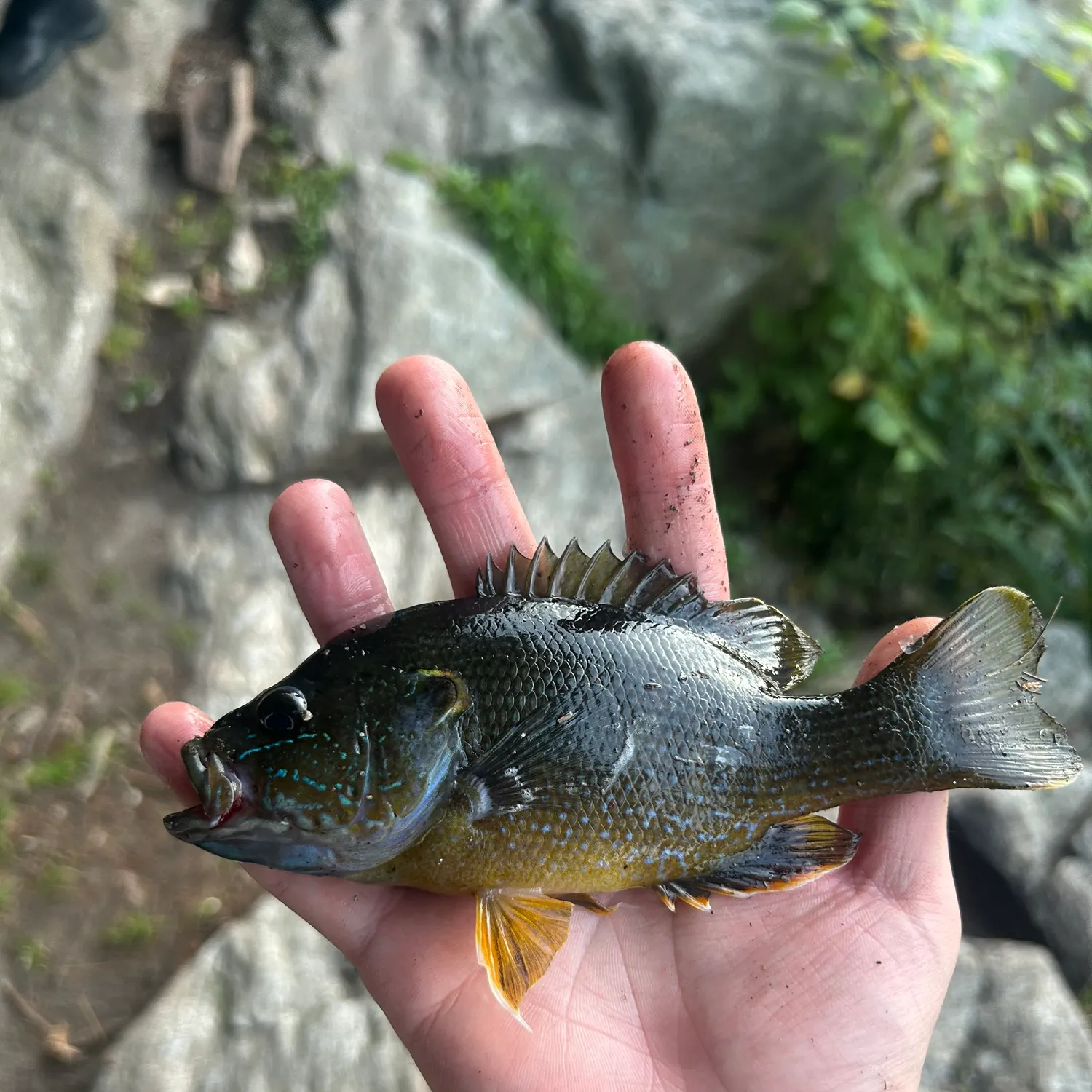 Green sunfish caught on Fishbrain