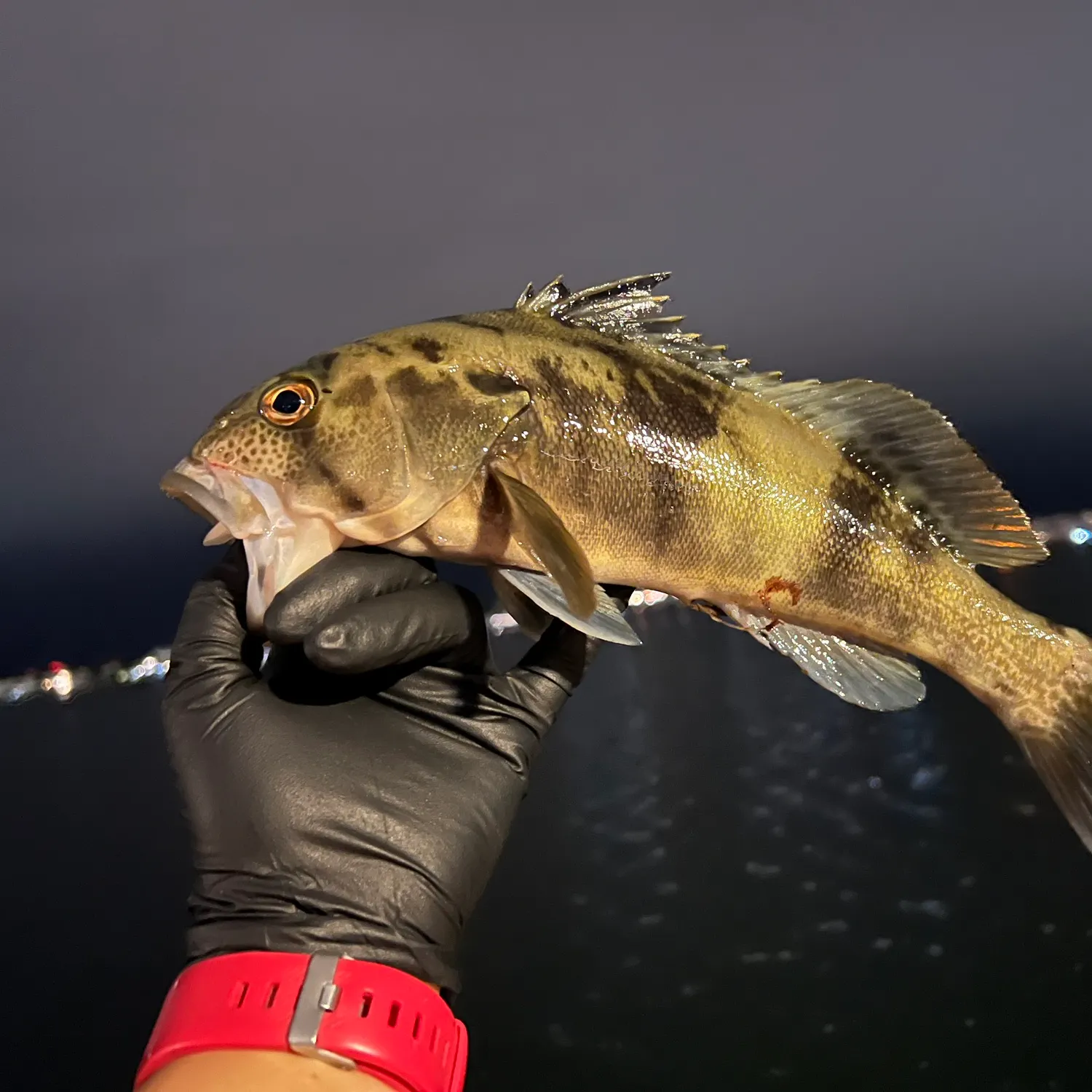 catch