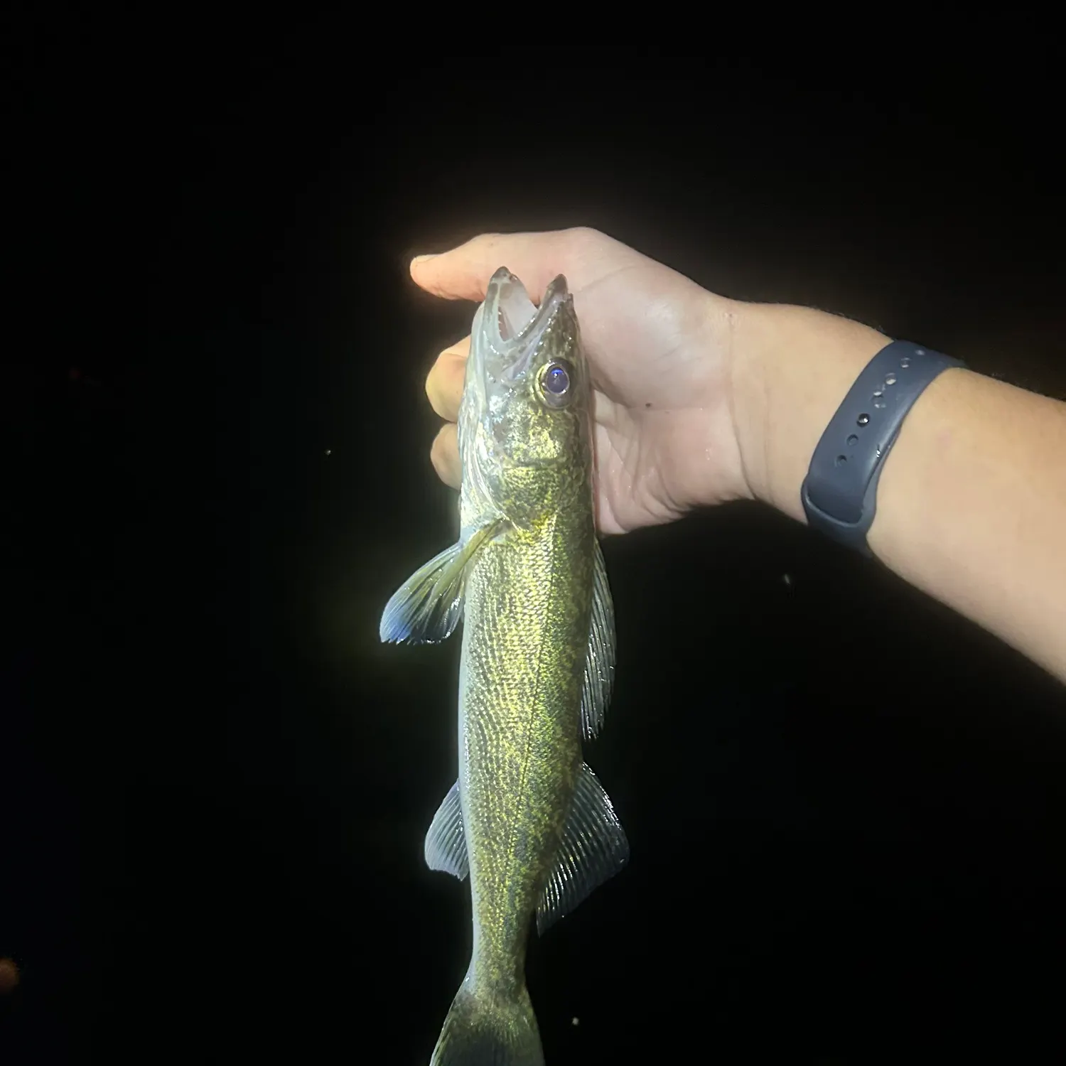Walleye caught on Fishbrain