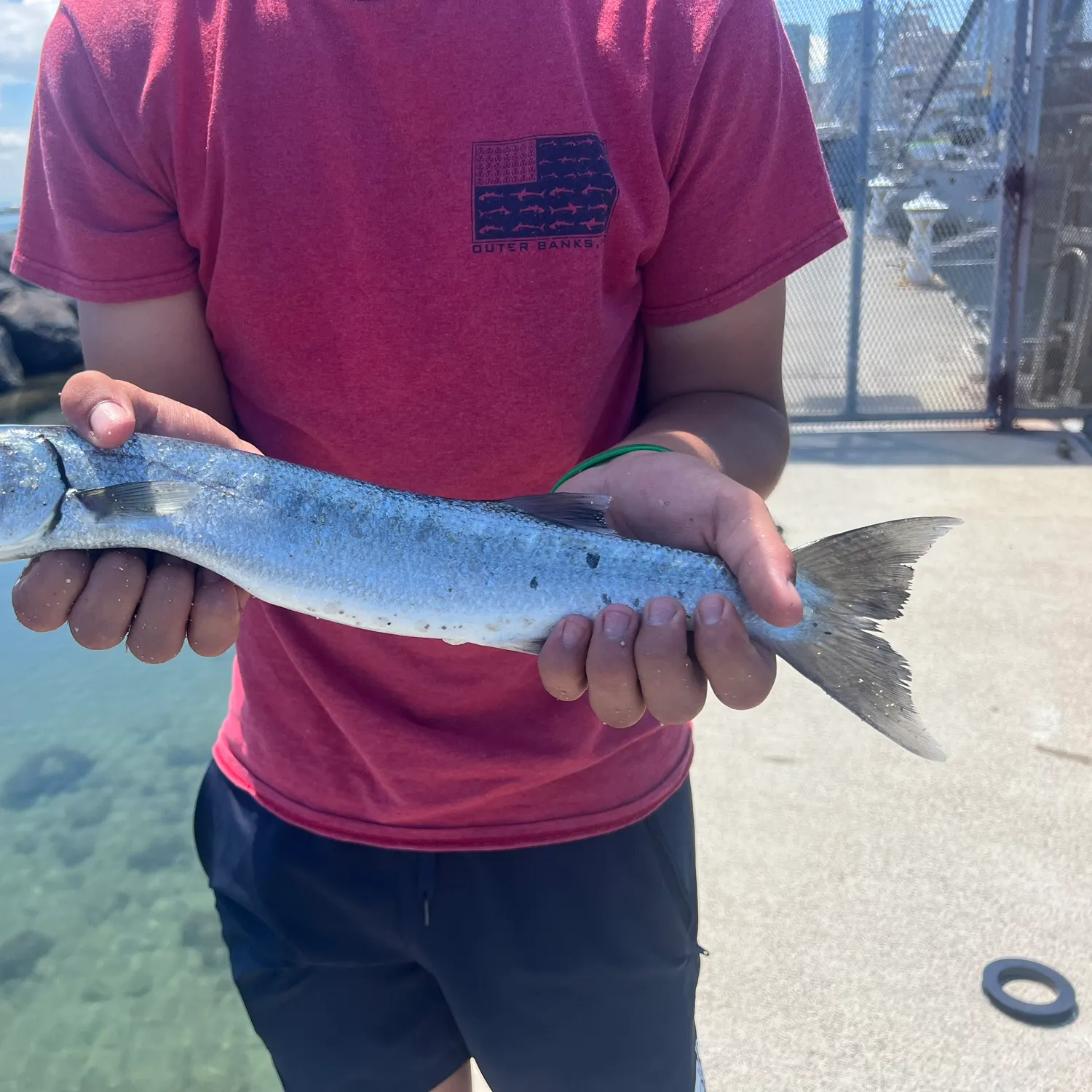 The most recent Klunzinger's wrasse catches on Fishbrain