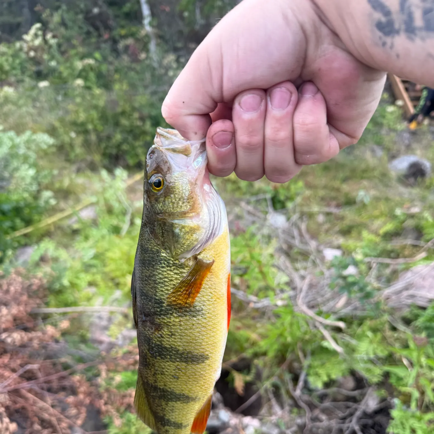 Yellow perch caught on Fishbrain