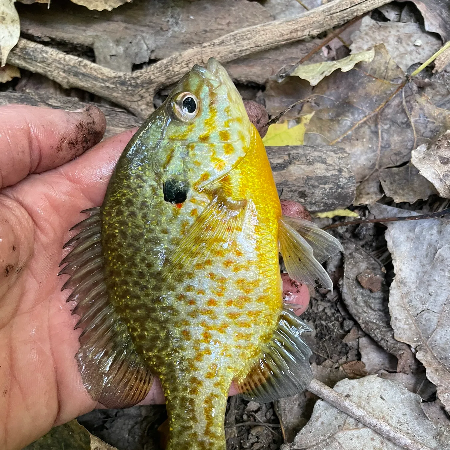 Pumpkinseed caught on Fishbrain
