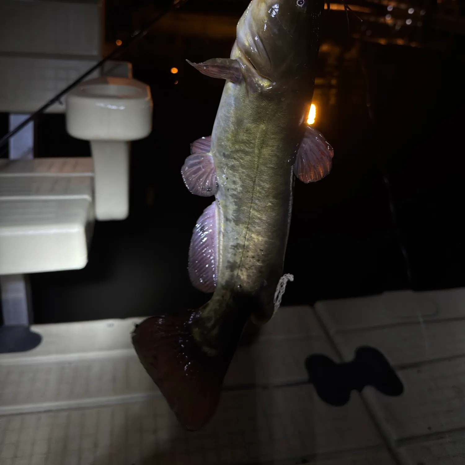 Brown bullhead caught on Fishbrain