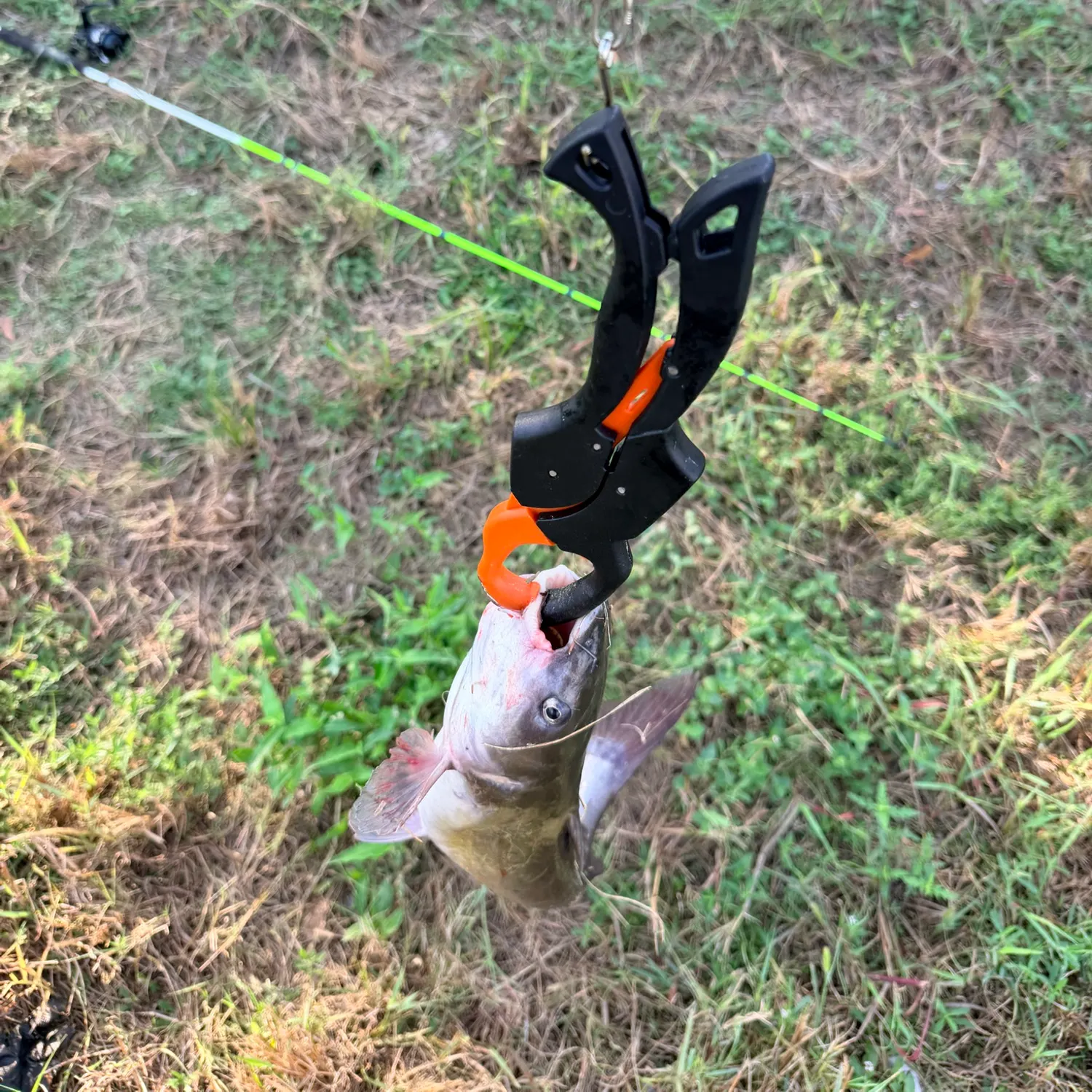 Channel catfish caught on Fishbrain