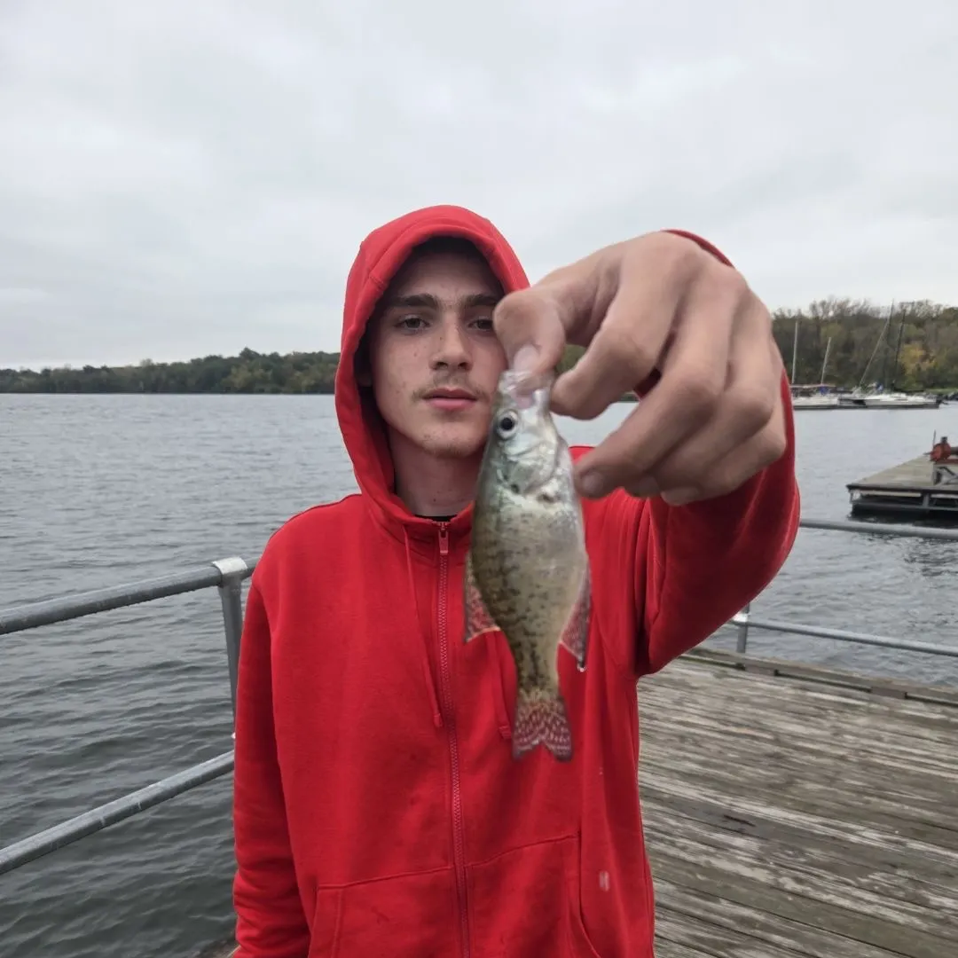 White crappie caught on Fishbrain