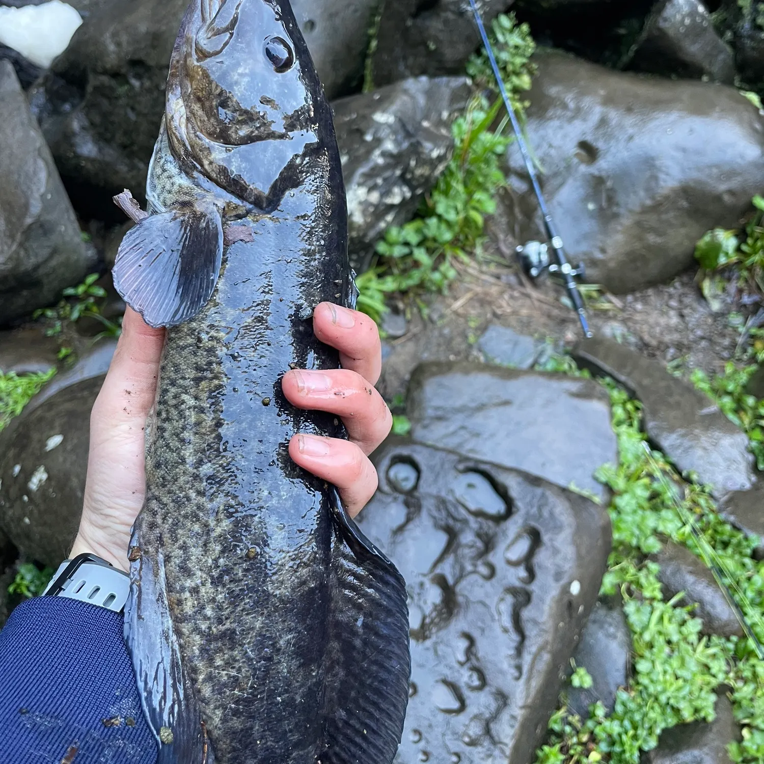 The most recent River blackfish catches on Fishbrain